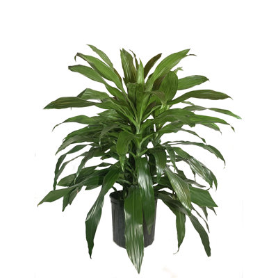 Dracaena Janet Craig Bush - Live Plant in an 10 Inch Growers Pot - Dracaena Deremensis Janet Craig - Beautiful Indoor Air Purifying Houseplant