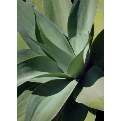 Shadow Agave Acrylic " Shadow Agave Acrylic 1 " by Christopher Kennedy