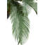 Palmier Cycas Panama