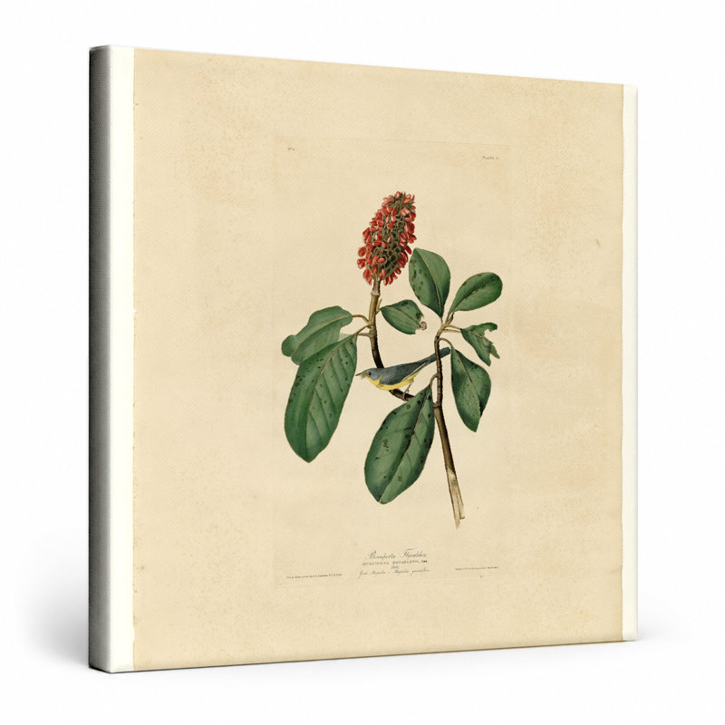 Moucherolle de Bonaparte (planche 67) - art mural carré sur toile, 12" W x 12" H