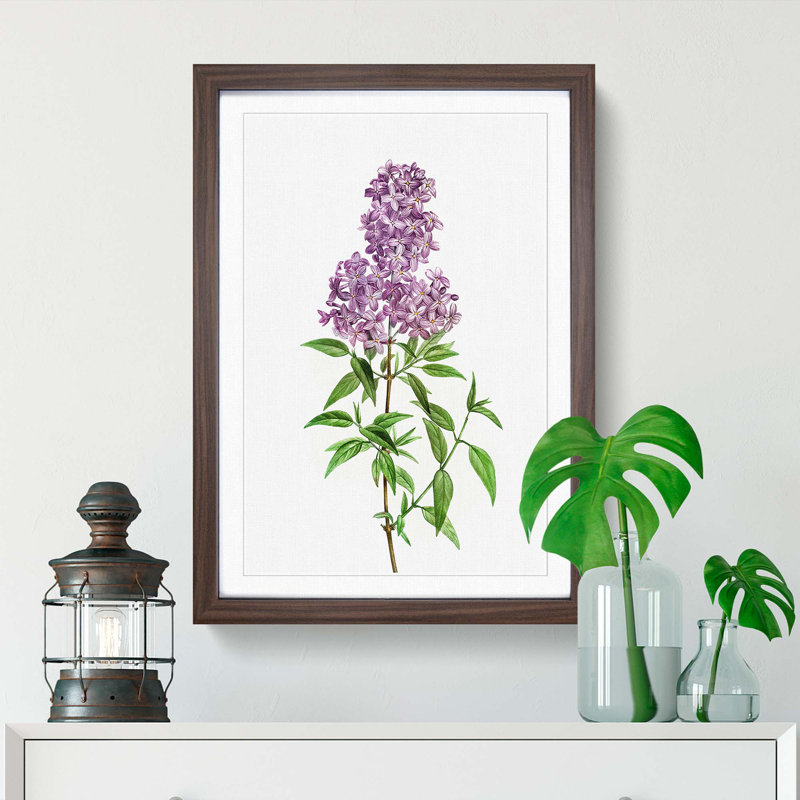 Persian Lilac Flowers by Pierre-Joseph Redoute - Picture Frame Painting Print, Walnut Framed, 36cm H x 27cm W x 2cm D