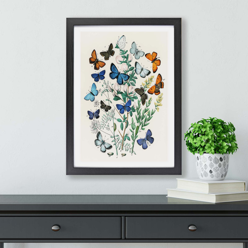 Butterflies & Moths - Single Picture Frame Painting, 45cm H x 63cm W x 2cm D, Black