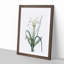 Malgas Lily Flowers by Pierre-Joseph Redoute - Picture Frame Art Print-55576798-55576799