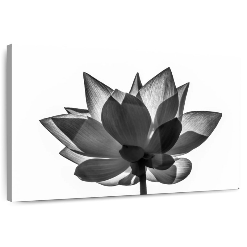 Harnek Simple Lotus, 26" H x 39" W