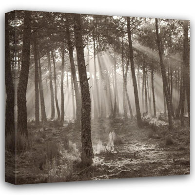 Forest Light MCG-S1422