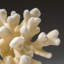 Genuine White Cat's Paw Coral (1 Lb)