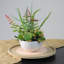 Plante grasse artificielle en pot 11,5 po