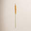 46-Inch Eremurus Stem