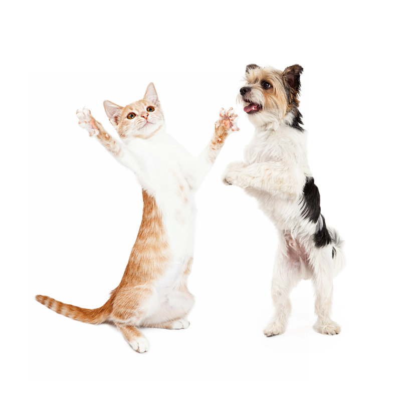 Chaton et chien qui dansent ensemble par Adogslifepoto, H 12 po x l 12 po x P 1,25 po
