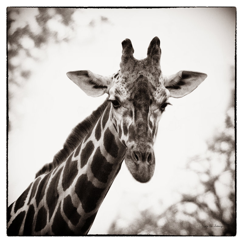 Girafe I, H 30 po x l 30 po