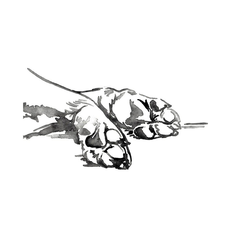 Linear Paws I - Impression sur toile tendue, H 26 po x l 40 po x 1,5 po