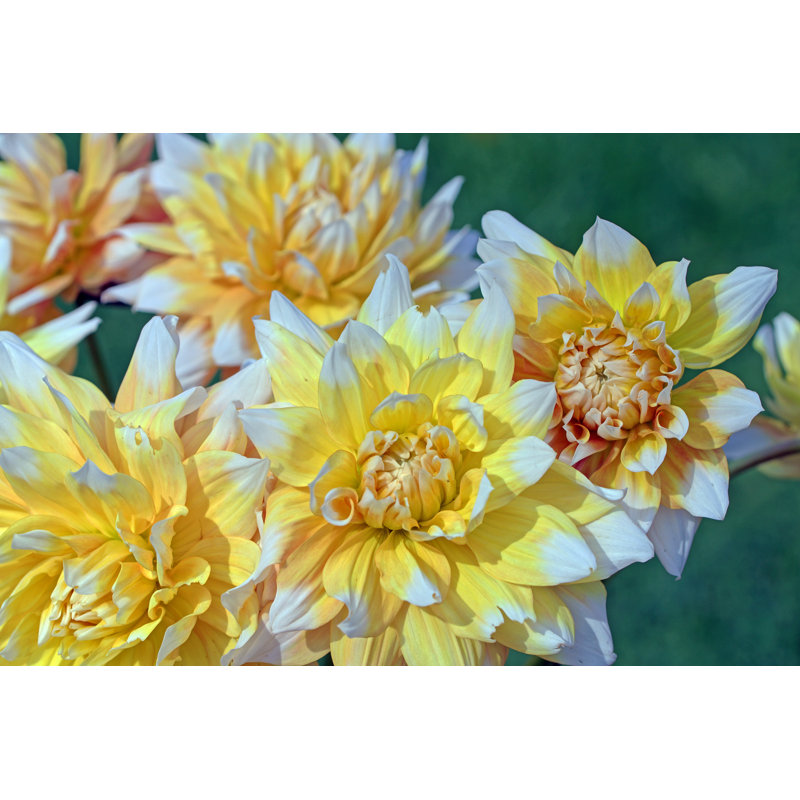 Dahlia by Schnuddel - Art Prints on Canvas, 20cm H x 30cm W, Wrapped Canvas