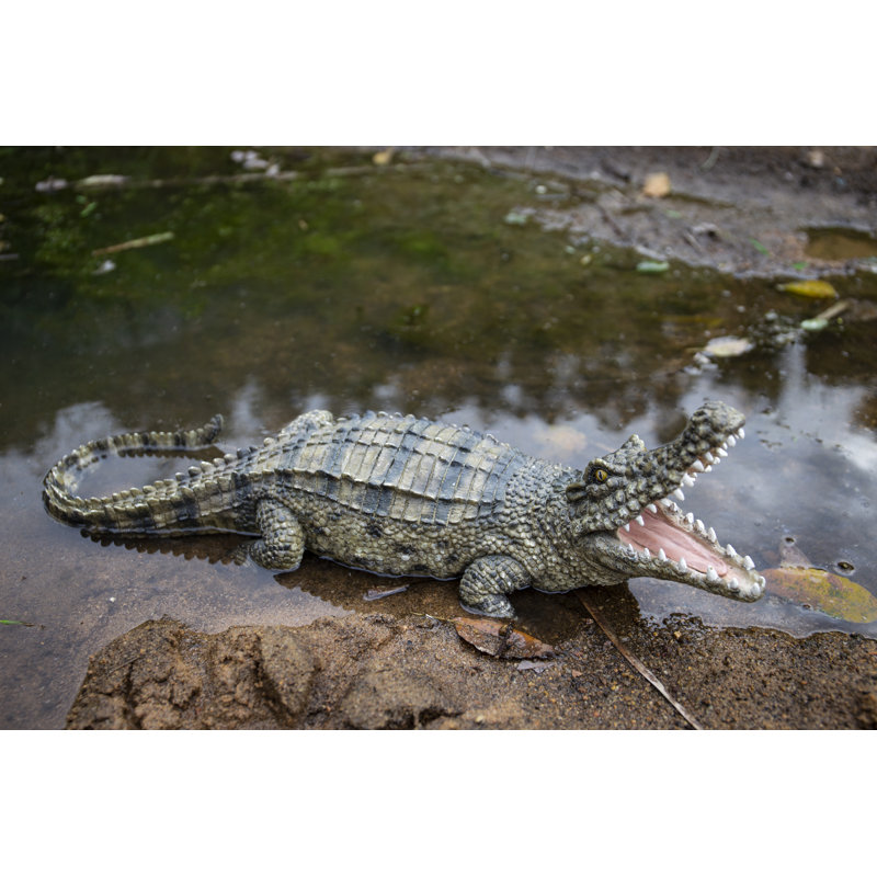 Crocodile avec la gueule ouverte