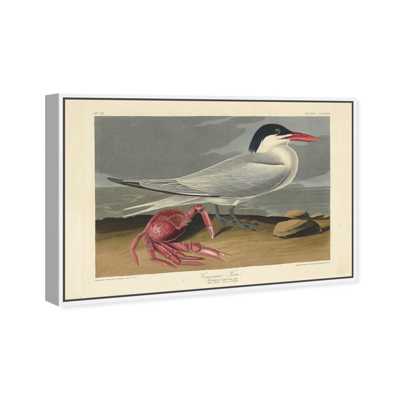 Cayenne Tern par Robert Havell - Impression sur toile, Cadre blanc, H 45 po x l 30 po x P 1,5 po