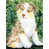 Australian Shepherd 2