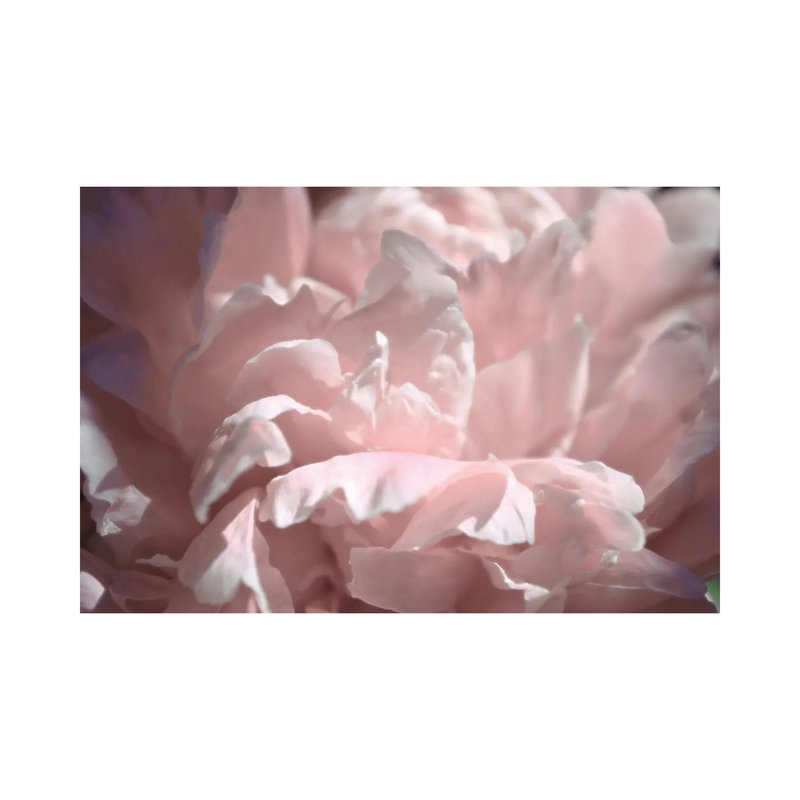 Velvet Peony II by Michelle Calkins - Wrapped Canvas Print, 20.32cm H x 30.48cm W x 1.905cm D