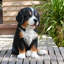  Bernese Mountain Puppy Sitting (Hi-Line Exclusive)