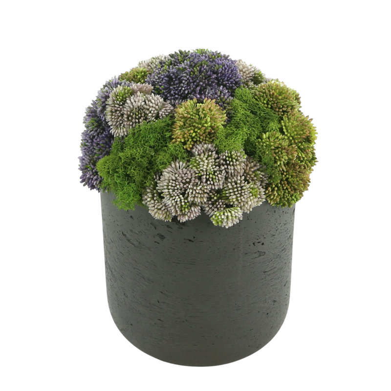 Faux Succulent Plant in Fiberstone Planter, 11" H x 9" W x 9" D, Round, Black