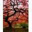 Red Maple Tree Print by Jordan Thurston-26774114-26774115