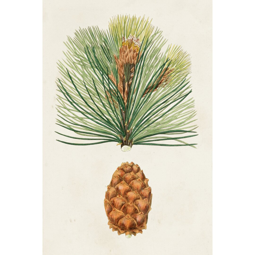 Leinwandbild Antique Pine Cones II