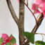 Arbre topiaire artificiel à fleurs 47 po avec pot Bougainvillea pour décoration intérieure / extérieure
