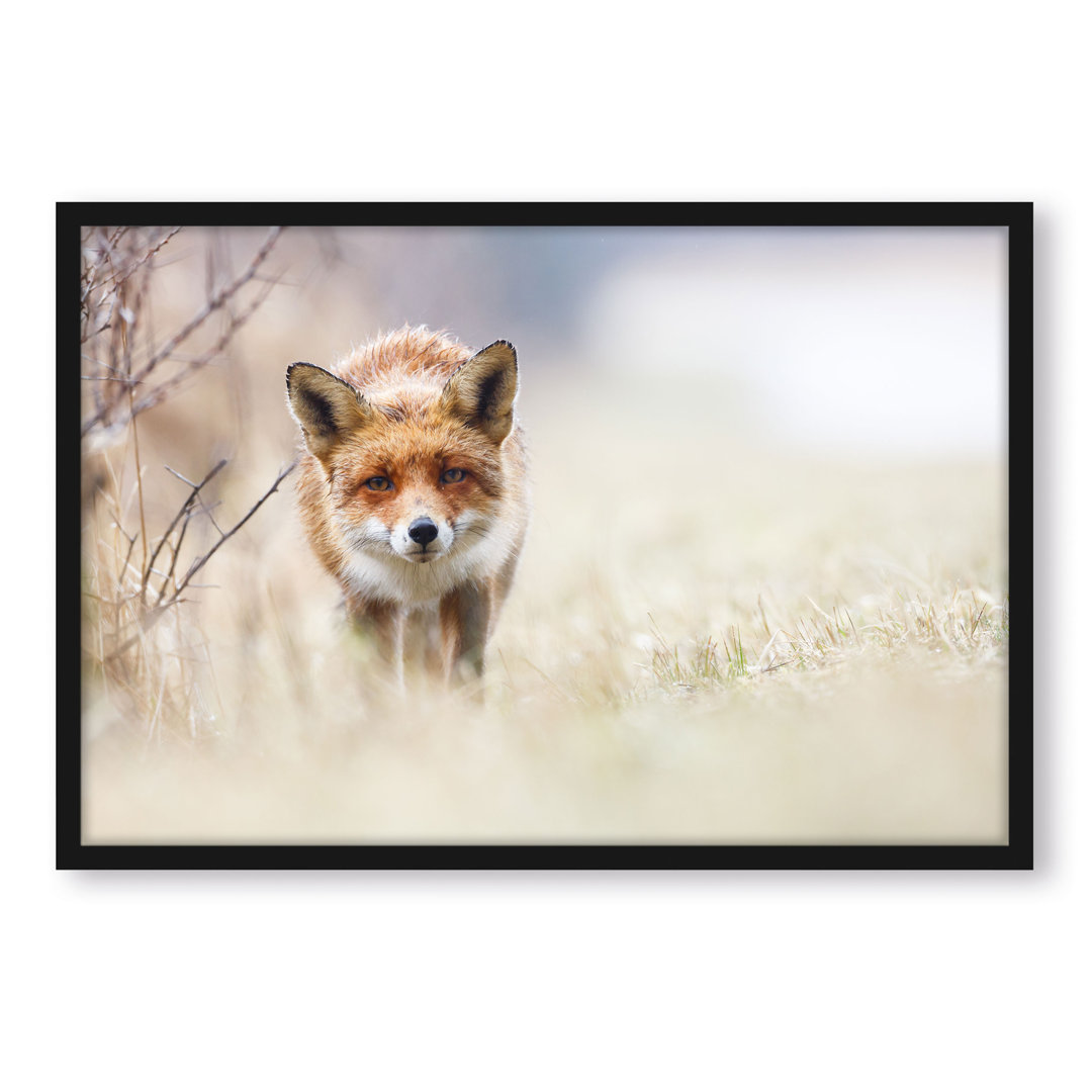 Gerahmtes Poster Schleichender Fuchs