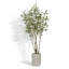 TREE 7FT Willow Eucalyptus KD