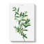 Green Olive Tree by Pierre-Joseph Redoute - Wrapped Canvas-995651222