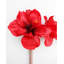 White Artificial Amaryllis 19.5”-886426228