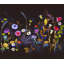 Wildflower Collection 1 Print by Todaro, Katie