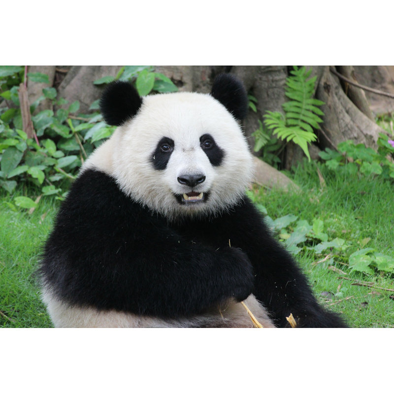 Gros plan sur un panda - Photographie sur toile tendue, L 30 po x H 20 po