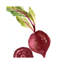 Beet 1 Piece Wrapped Canvas Painting-1506709744