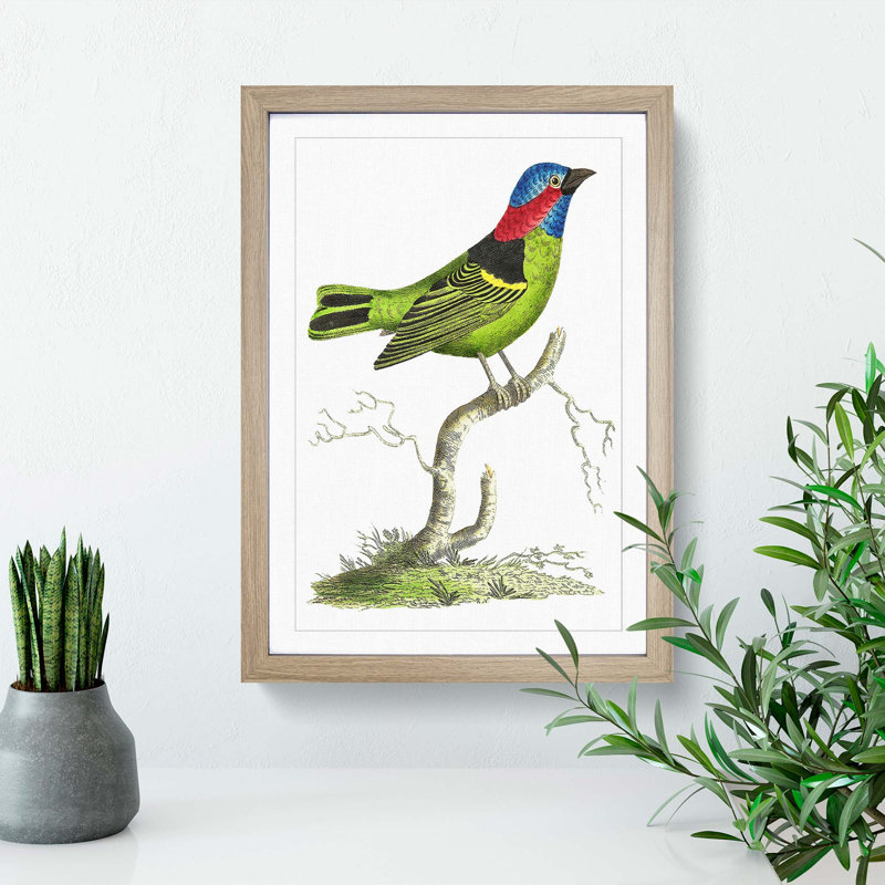 Collared Tanager Bird by George Shaw - Framed Print, 48cm H x 36cm W x 2cm D, Oak Framed