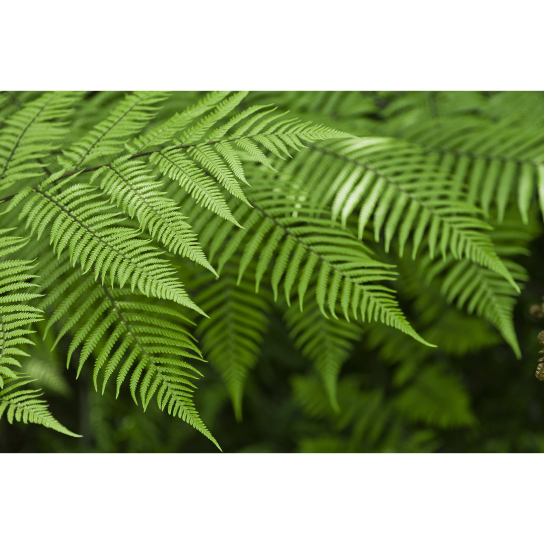 Leinwandbild New Zealand Ferns