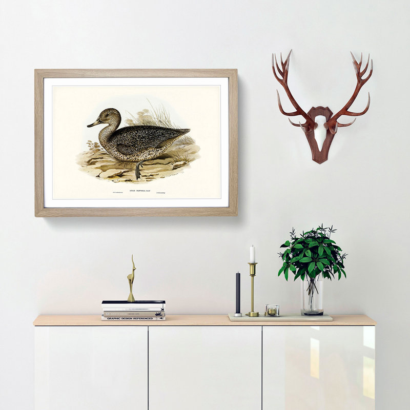 Freckled Duck by Elizabeth Gould - Framed Print, Oak Framed, 27cm H x 36cm W x 2cm D