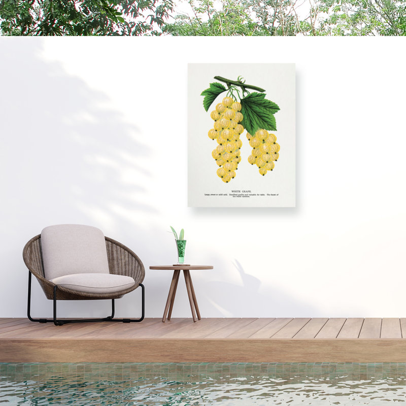 Botanical Specimen Rochester White Grape Lithograph Outdoor  Canvas, H 14 po x l 19 po