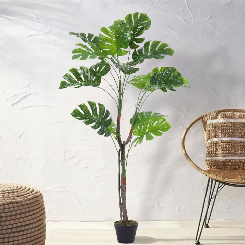 155cm Plant