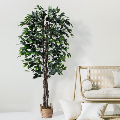 Faux ficus