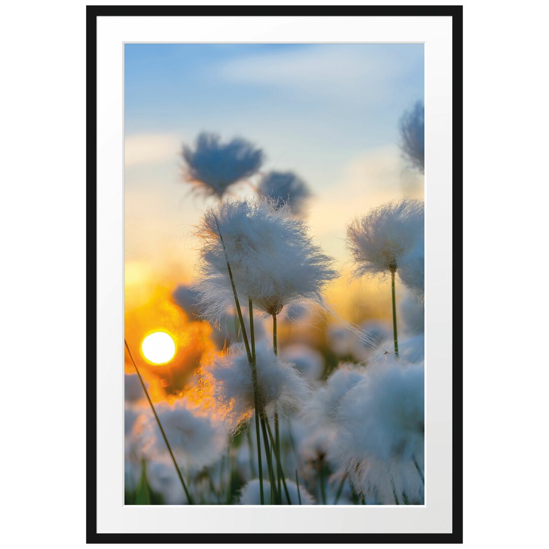 Gerahmtes Papierbild - Fotografie „Cotton Blossoms at Sunset”