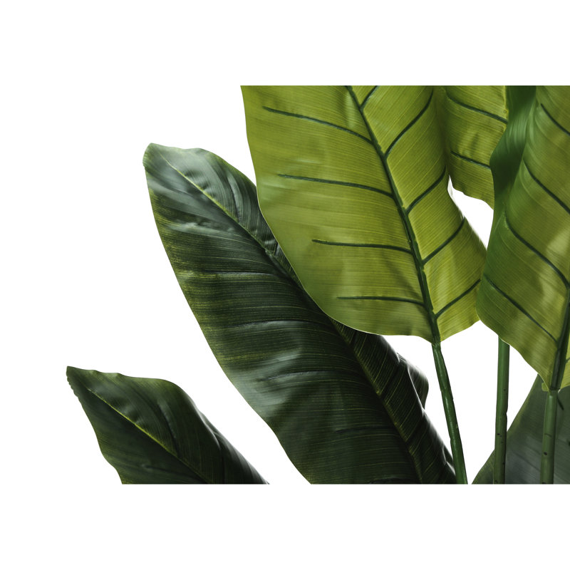 Mcdaniel Strelitzia plante