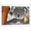 «Koala, Victoria, Australie», reproduction de photo sur toile-30524648-72567486-72567479