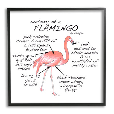" Flamingo Bird Facts Chart Educational Wildlife Animals " by Dishique