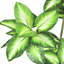 Arbre de daffenbachia artificiel en pot