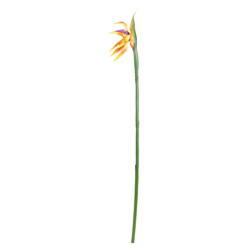 Paradises Arrangement