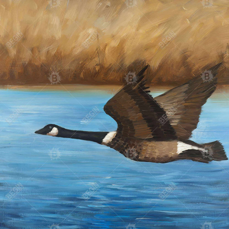 Canada goose - 32"x32" art on canvas