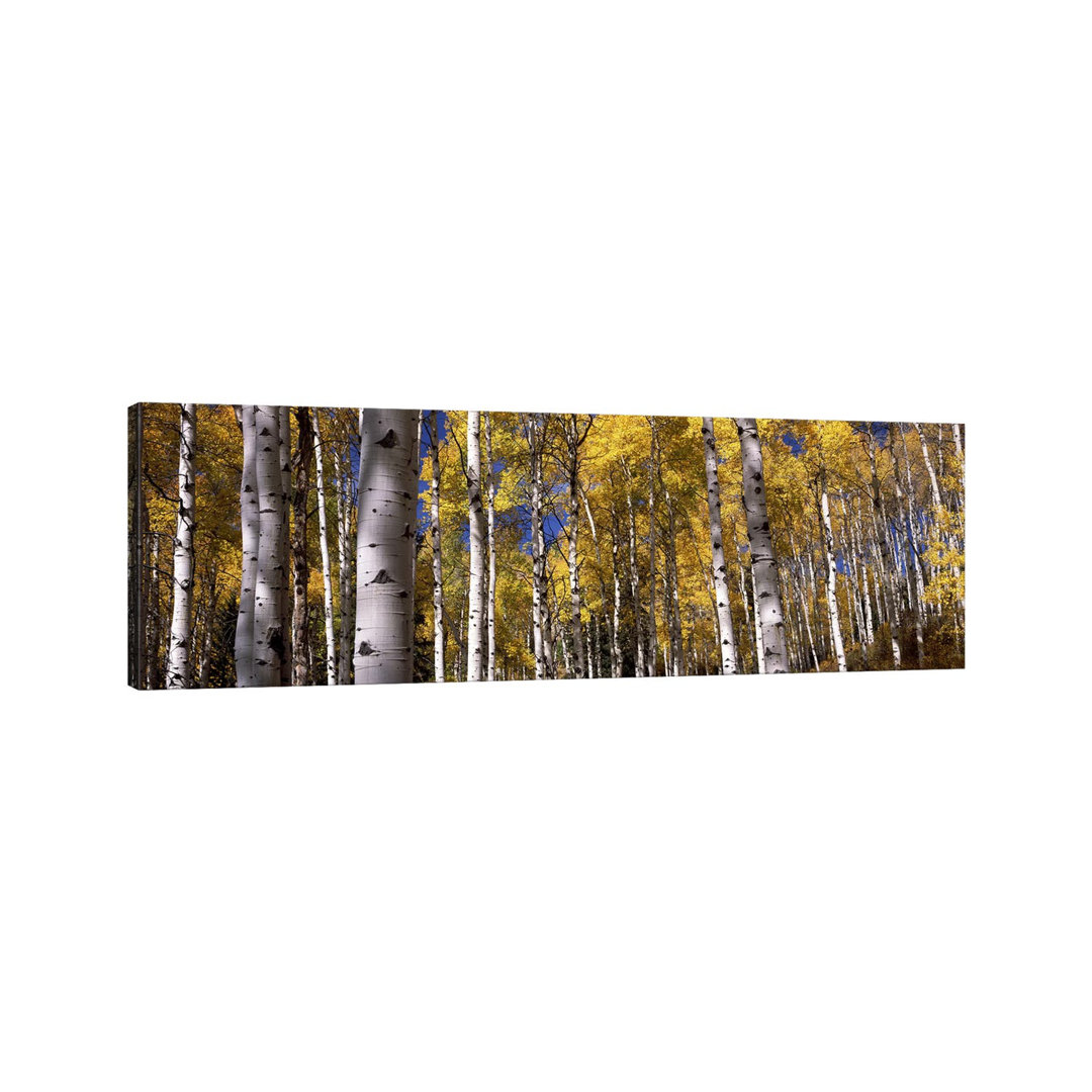 Forest, Grand Teton National Park, Teton County, Wyoming, USA - Wrapped Canvas Panoramic Print