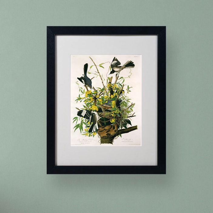 «Mocking Birds and Snake II» par John James Audubon, reproduction d'art sur toile, H 14 po x l 11 po x P 0,5 po, Noir