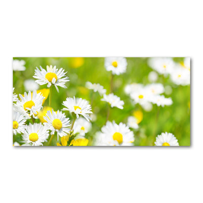 Daisies - Wrapped Canvas Print