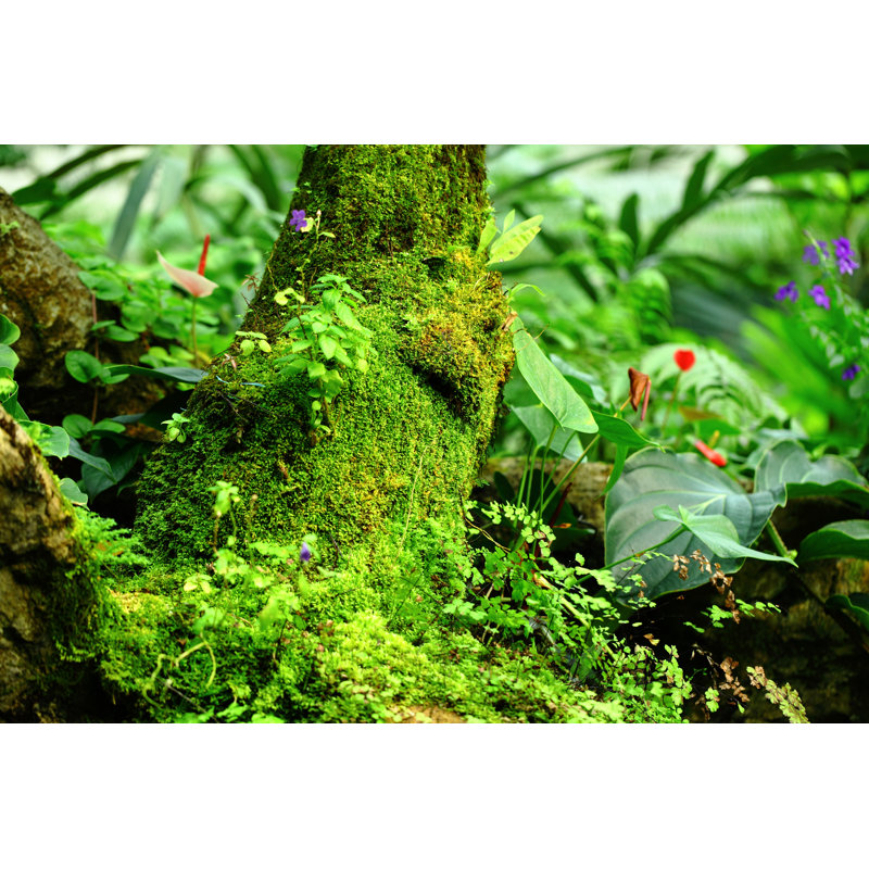 Tropical Rainforest Landscape by Leungchopan - Wrapped Canvas Print, 81cm H x 122cm W