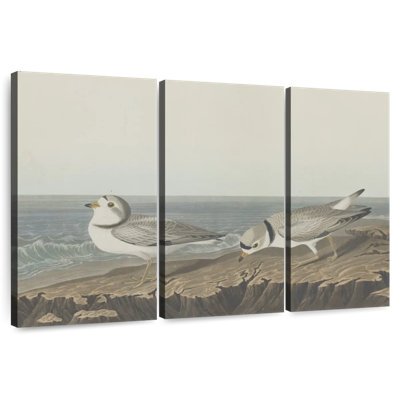 Brampt Piping Plover